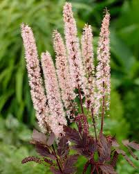 Bilde av Actaea Simplex Pink Spike-Spanne Plantesalg