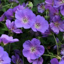 Bilde av Geranium Bloom Me Away-Spanne Plantesalg