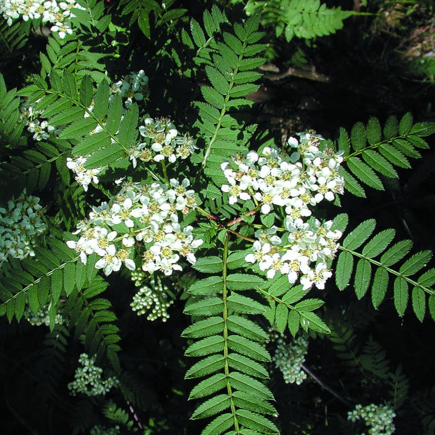 Bilde av Sorbus koehneana Ås-Spanne Plantesalg