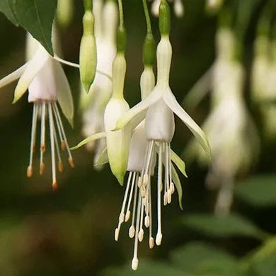 Bilde av Fuchsia magellanica 'Alba'-Spanne Plantesalg