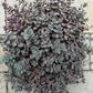 Bilde av Sedum cauticola 'Pink'-Spanne Plantesalg