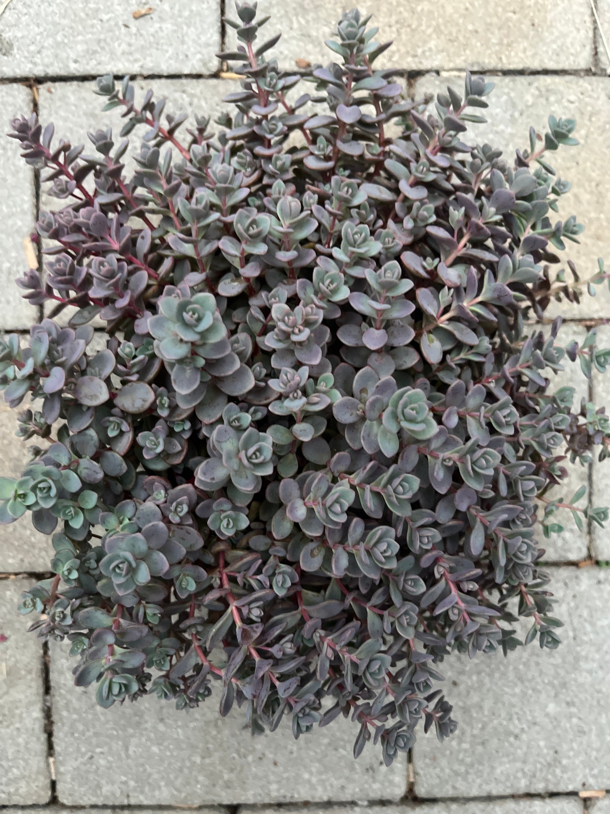 Bilde av Sedum cauticola 'Pink'-Spanne Plantesalg