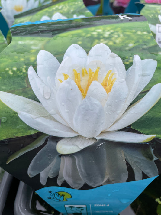 Bilde av Nymphaea Gladstoniana-Spanne Plantesalg