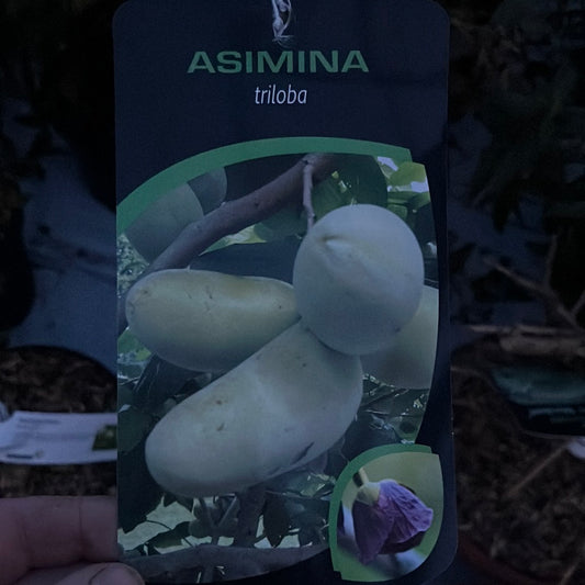 Bilde av Asimina triloba-Spanne Plantesalg