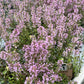 Bilde av Thymus puleg. 'Foxley'-Spanne Plantesalg