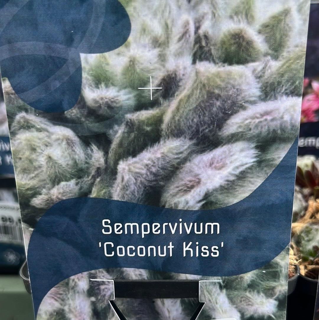 Bilde av Sempervivum 'Coconut Kiss'-Spanne Plantesalg
