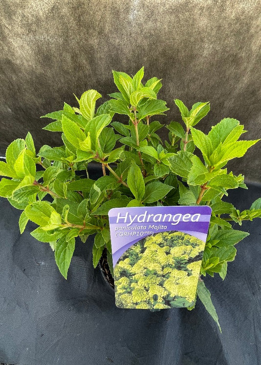 Bilde av Hydrangea pan. Mojito-Spanne Plantesalg