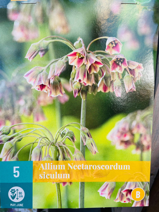 Bilde av 5 ALLIUM (NECTAROSCORDUM) SICULUM-Spanne Plantesalg