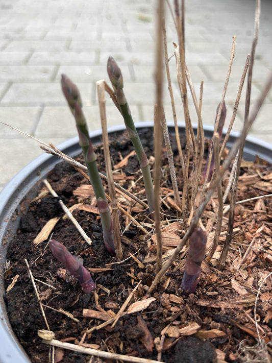 Bilde av ASPARAGUS 'Gijnlim' C3-Spanne Plantesalg