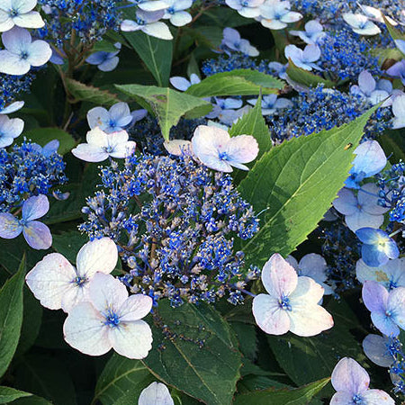 Bilde av Hydrangea serrata Magic Pillow-Spanne Plantesalg