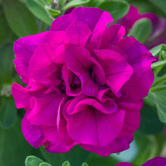 Bilde av Petunia Tumbelina© Savanna, 2 For 99,90-Spanne Plantesalg