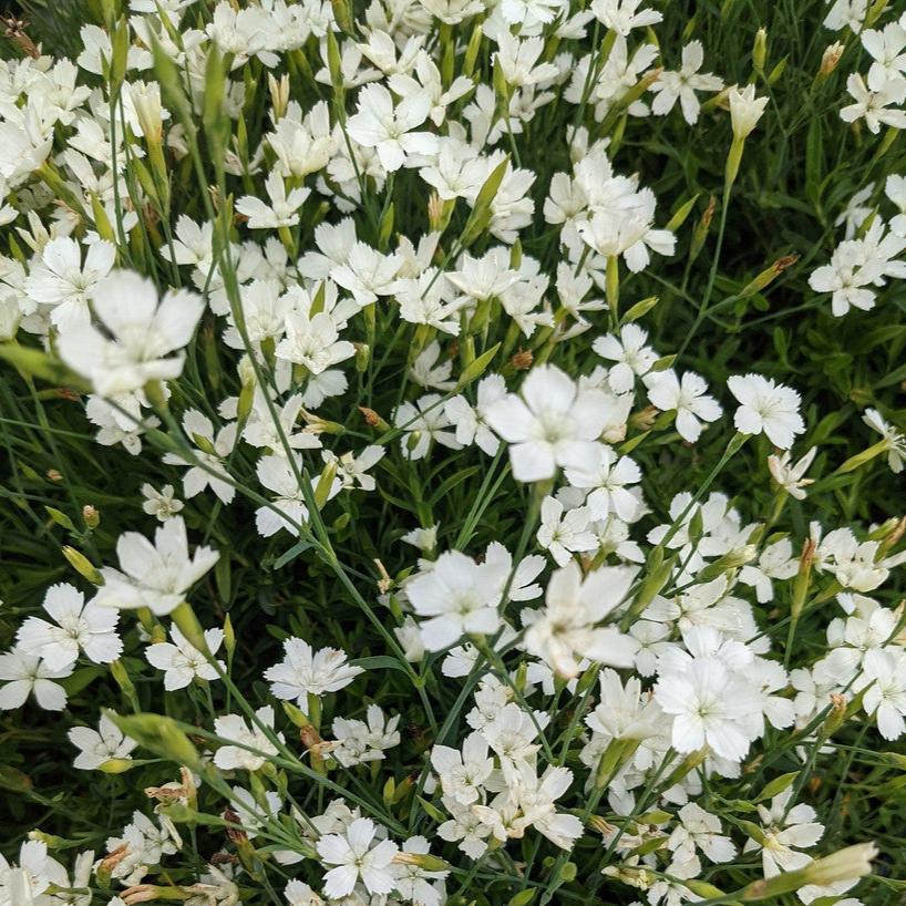 Bilde av Dianthus delt. 'Albiflorus'-Spanne Plantesalg