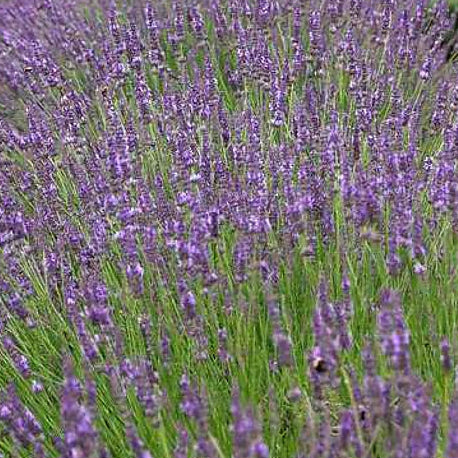 Bilde av Lavandula intermedia Phenomenal-Spanne Plantesalg