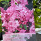 Bilde av Rhododendron (AJ) 'Blaauw's Pink'-Spanne Plantesalg