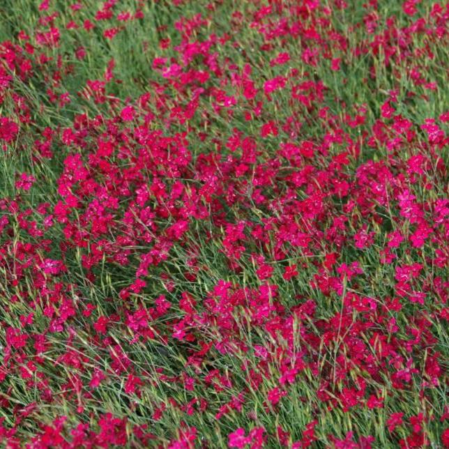 Bilde av Dianthus delt. 'Flashing Light'-Spanne Plantesalg