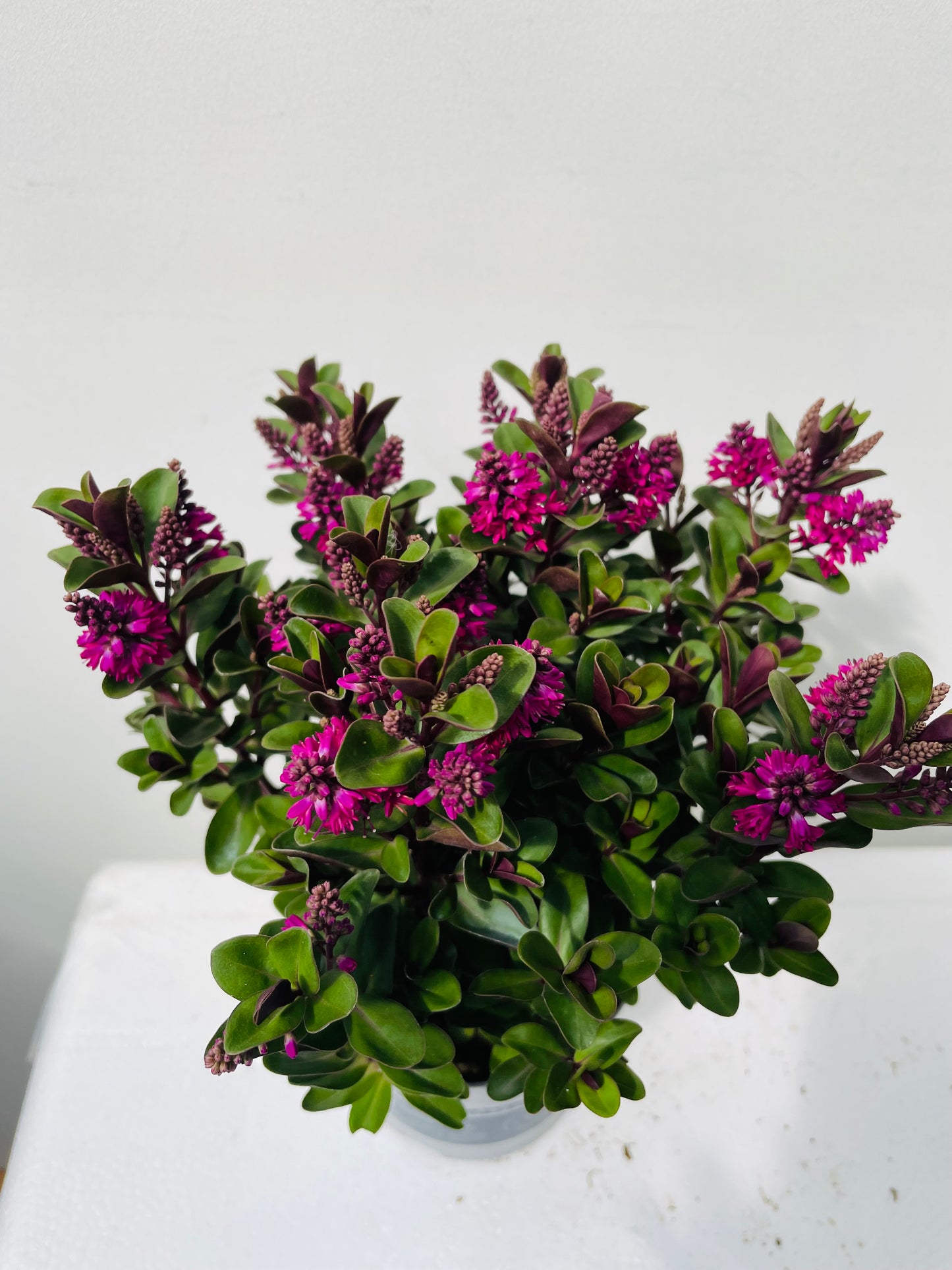 Hebe a. All Blooms Mix