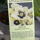Bilde av HELLEBORUS 'SPANISH FLARE'-Spanne Plantesalg