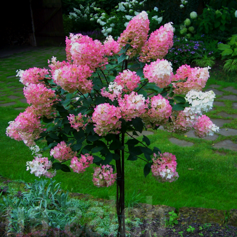 Bilde av Hydrangea pan. 'Vanille Fraise' 90cm st.-Spanne Plantesalg