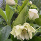 Bilde av Helleborus or. Double Ellen White-Spanne Plantesalg