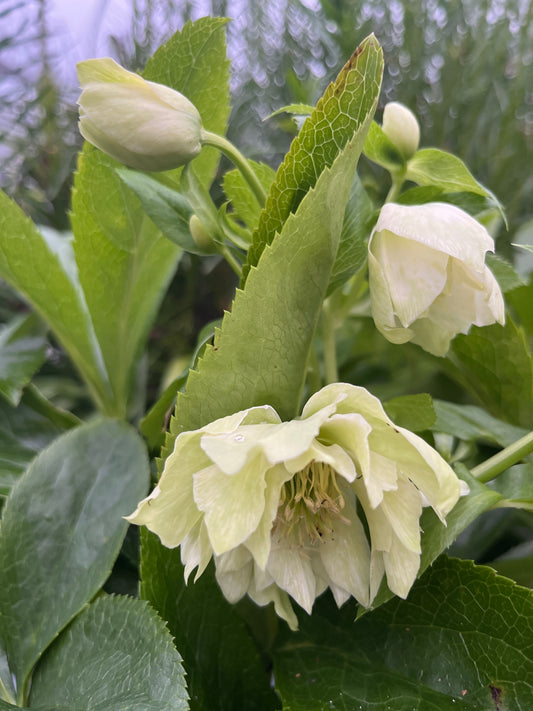 Bilde av Helleborus or. Double Ellen White-Spanne Plantesalg