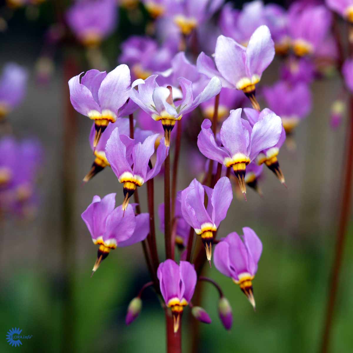 Bilde av Dodecatheon meadia-Spanne Plantesalg