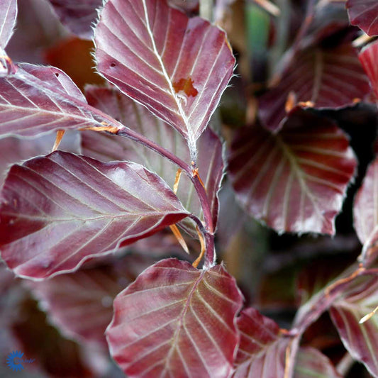 Bilde av Fagus sylvatica 'Riversii'-Spanne Plantesalg