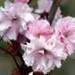 Bilde av Prunus serrulata 'Kanzan' 120cm st.-Spanne Plantesalg