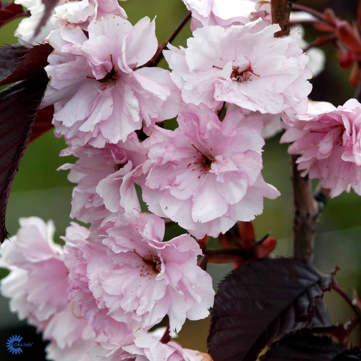 Bilde av Prunus Serrulata Royal Burgundy Str 27Cm-Spanne Plantesalg