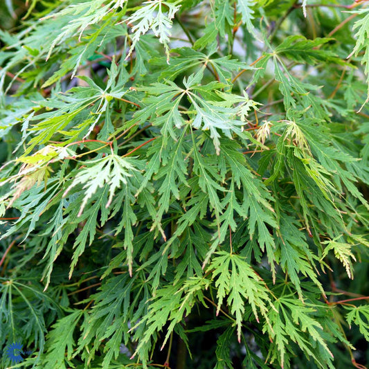 Bilde av Acer palm. 'Dissectum' C5-Spanne Plantesalg