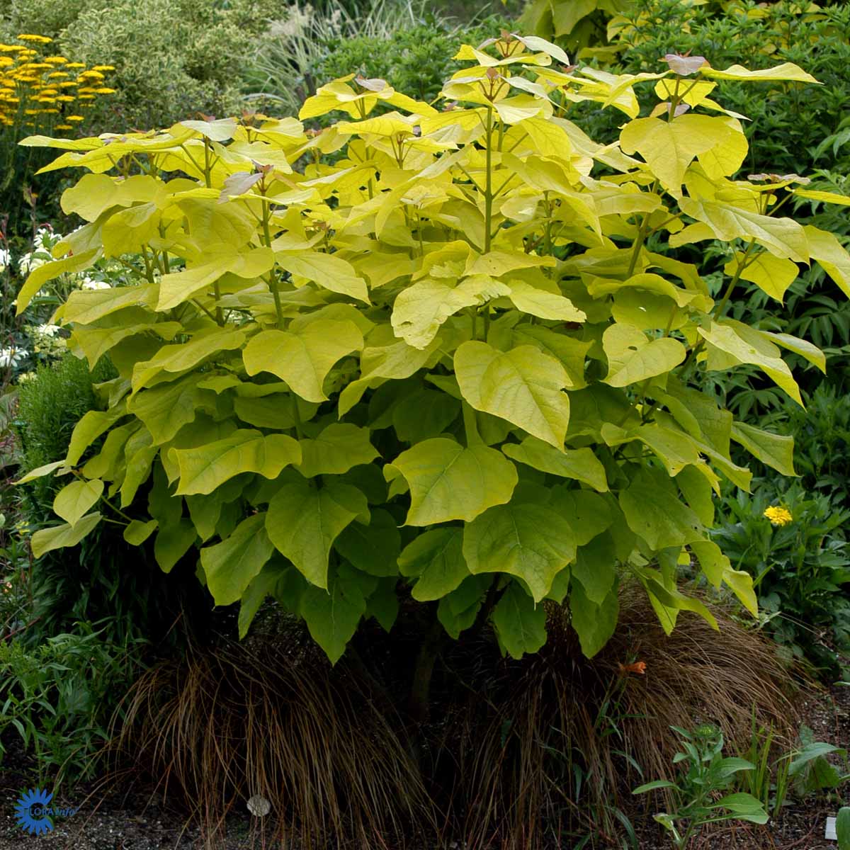 Bilde av Catalpa bignonioides 'Aurea'-Spanne Plantesalg