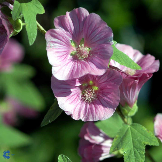 Bilde av Lavatera 'Burgundy Wine'-Spanne Plantesalg