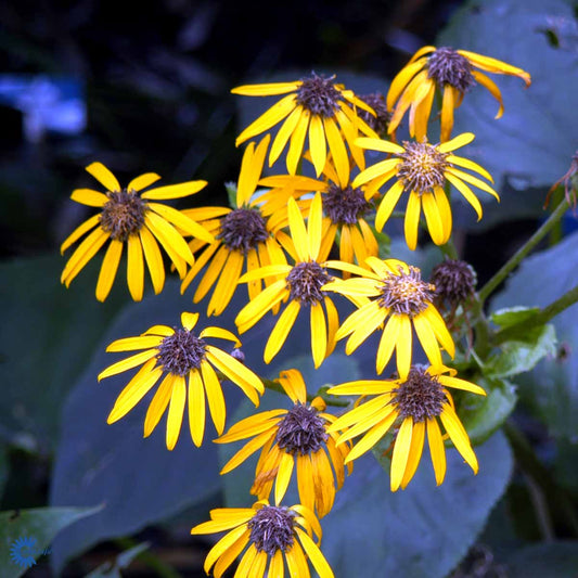 Bilde av Ligularia d. 'Othello'-Spanne Plantesalg