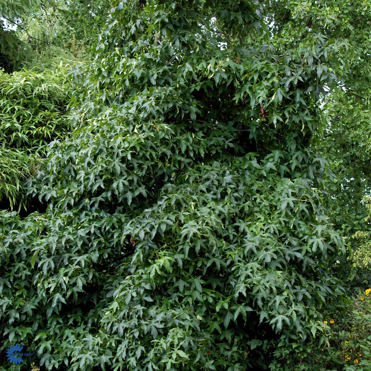 Bilde av Liquidambar styraciflua-Spanne Plantesalg