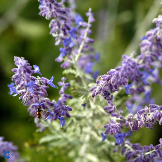 Bilde av Perovskia 'Blue Spire'-Spanne Plantesalg