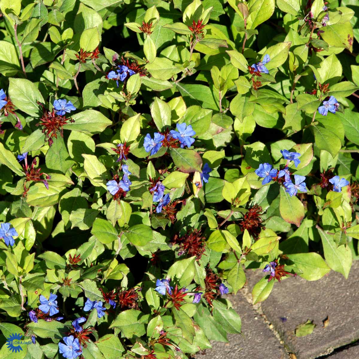 Bilde av Ceratostigma plumbaginoides-Spanne Plantesalg