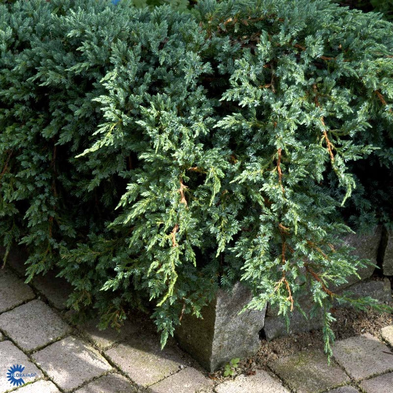 Bilde av Juniperus squam. 'Blue Carpet'-Spanne Plantesalg