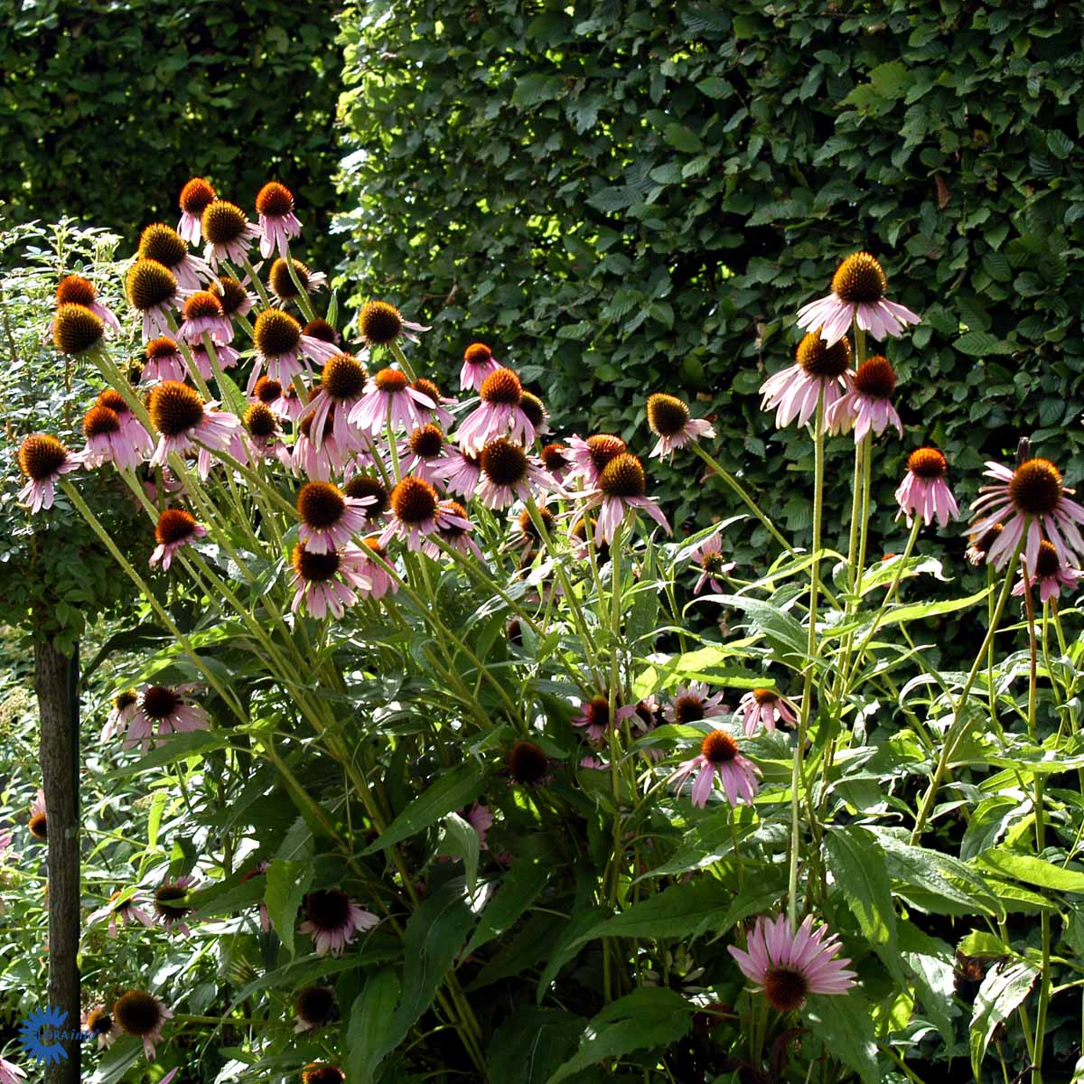 Bilde av Echinacea purpurea-Spanne Plantesalg