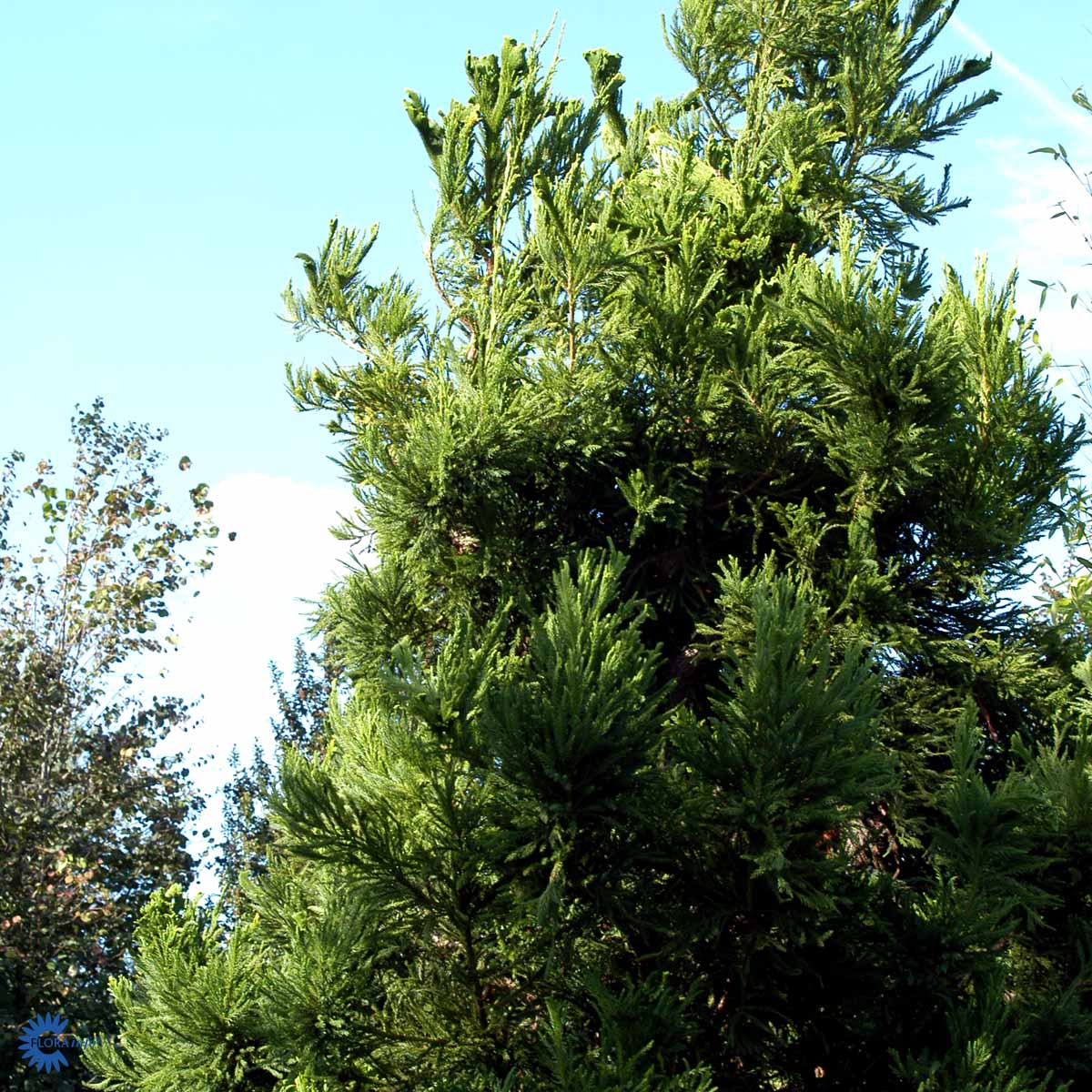 Bilde av Cryptomeria j. 'Cristata'-Spanne Plantesalg