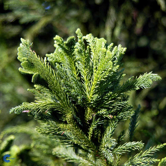 Bilde av Cryptomeria j. 'Cristata'-Spanne Plantesalg