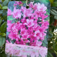 Bilde av Rhododendron (AJ) 'Isabel'-Spanne Plantesalg