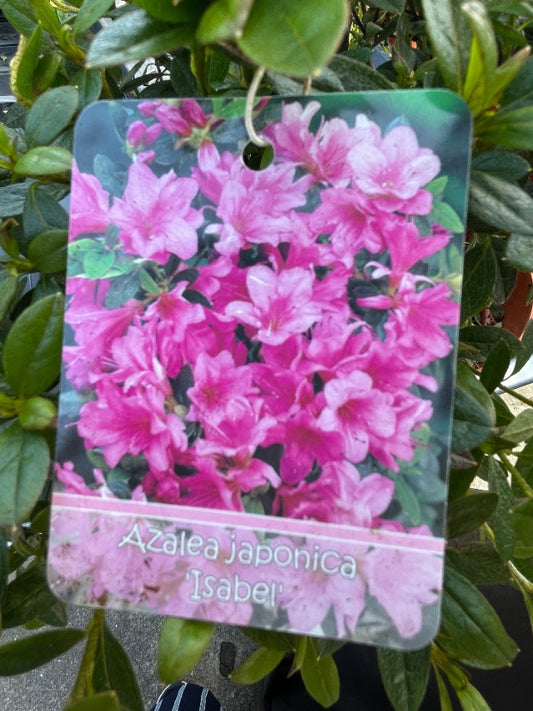Bilde av Rhododendron (AJ) 'Isabel'-Spanne Plantesalg