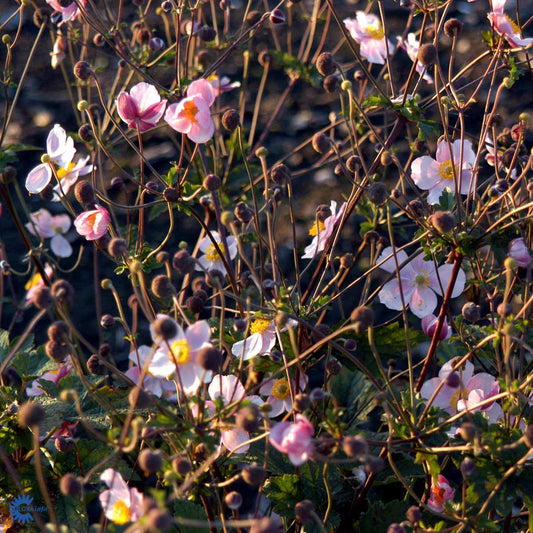 Bilde av Anemone h. 'Praecox'-Spanne Plantesalg