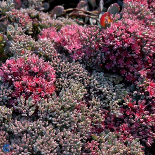 Bilde av Sedum cauticola 'Lidakense'-Spanne Plantesalg