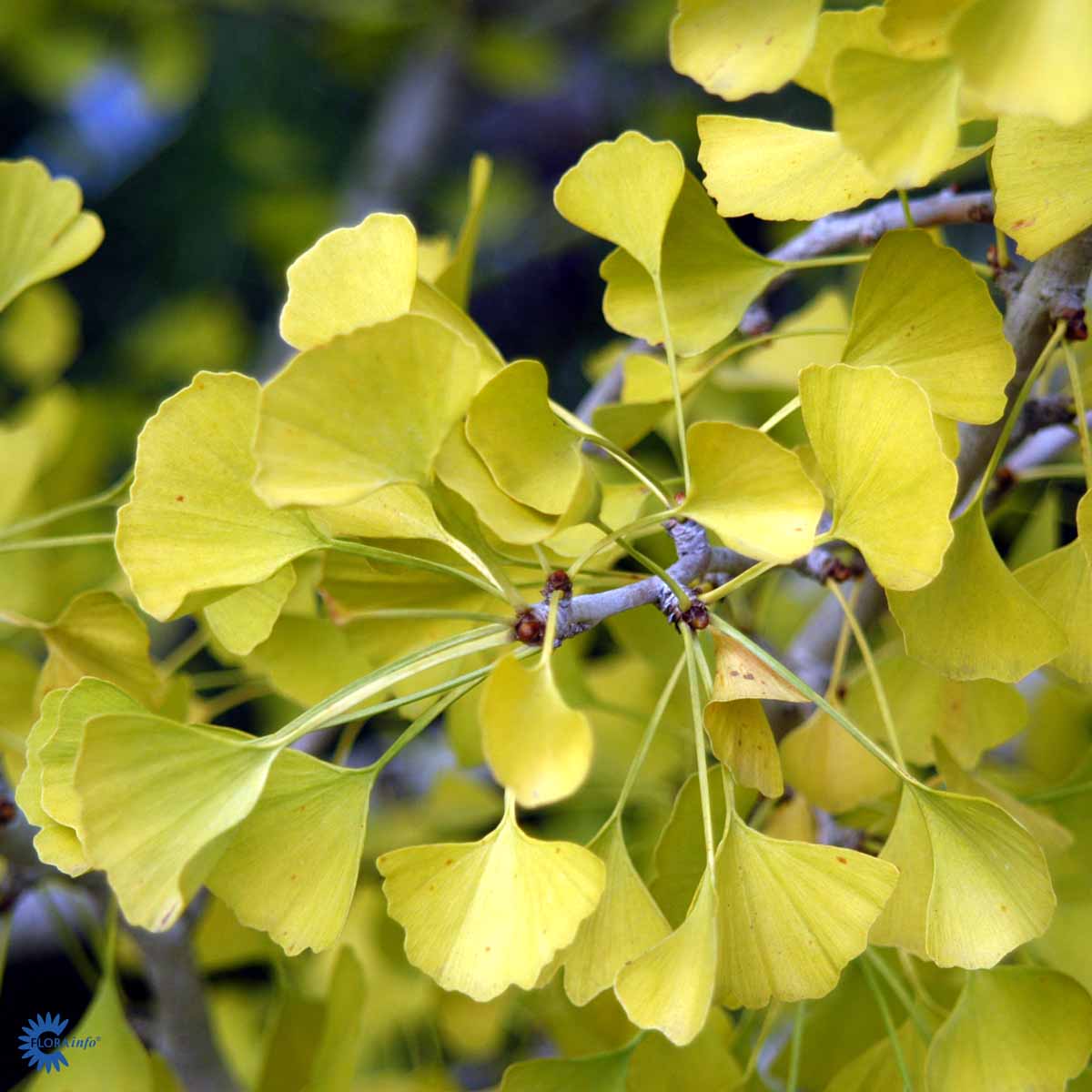 Bilde av Ginkgo biloba C3-Spanne Plantesalg