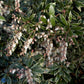 Bilde av Pieris japonica Little Heath-Spanne Plantesalg