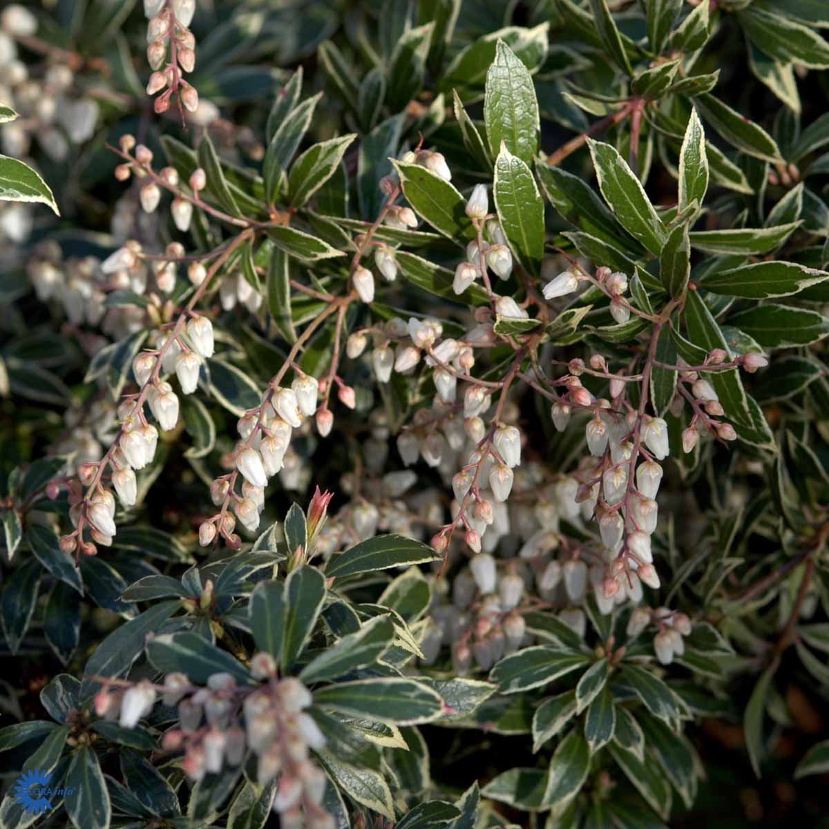 Bilde av Pieris japonica Little Heath 1l-Spanne Plantesalg