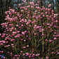 Bilde av Magnolia 'Galaxy'-Spanne Plantesalg