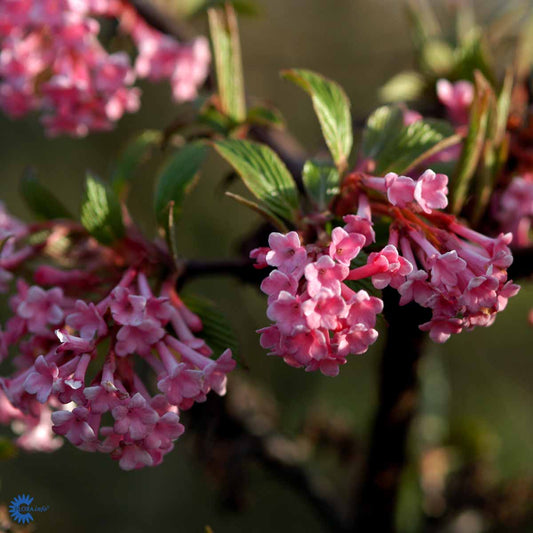 Bilde av Viburnum Bodnantense Dawn-Spanne Plantesalg