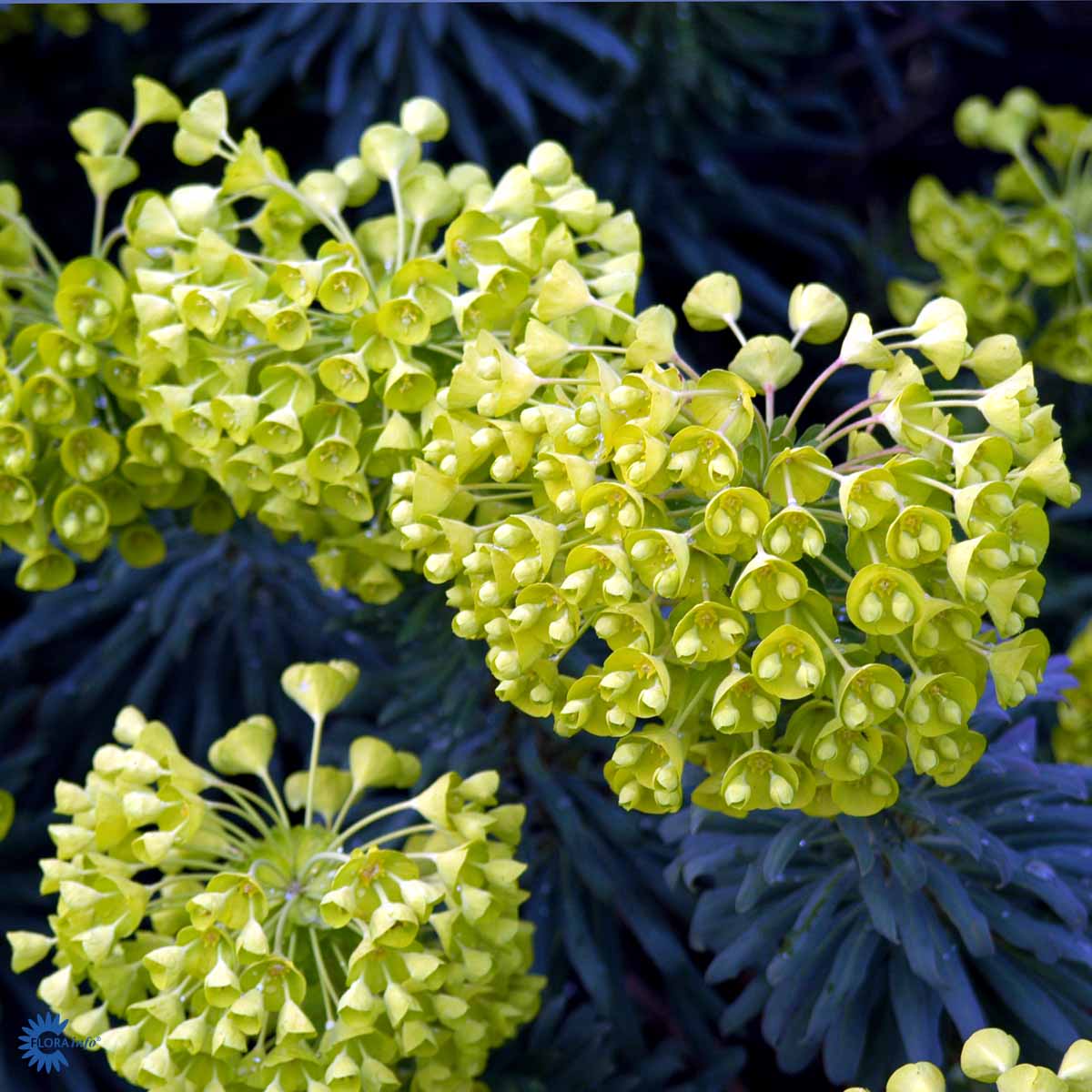 Bilde av Euphorbia characias wulfenii-Spanne Plantesalg