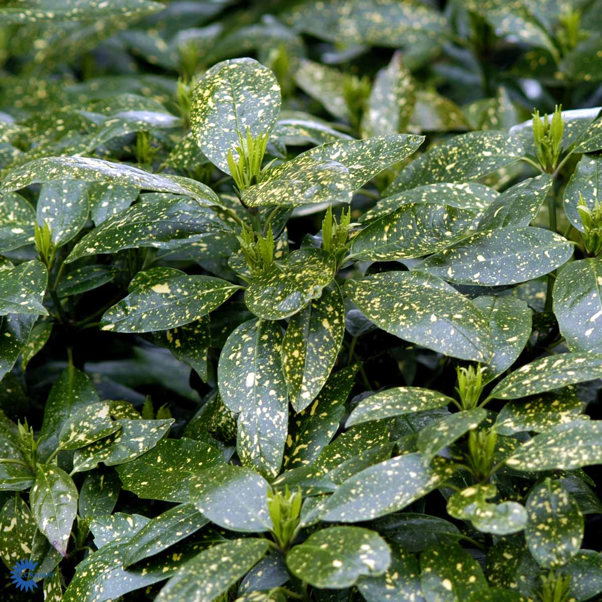 Bilde av Aucuba jap. 'Variegata'-Spanne Plantesalg